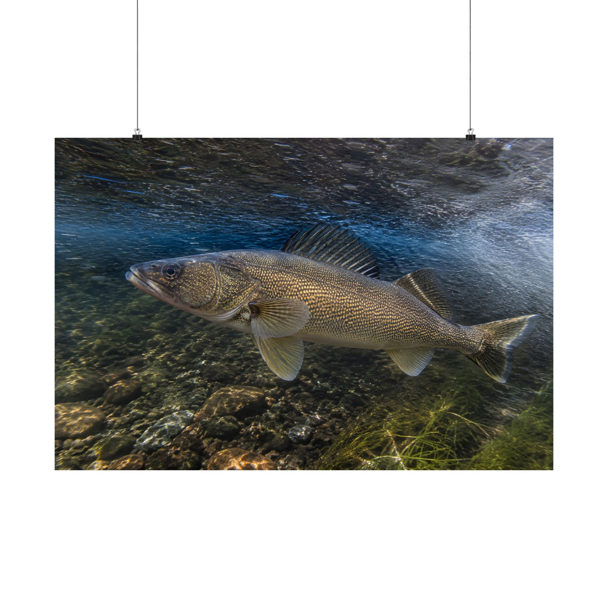 River Bend Walleye poster wall art, view 3