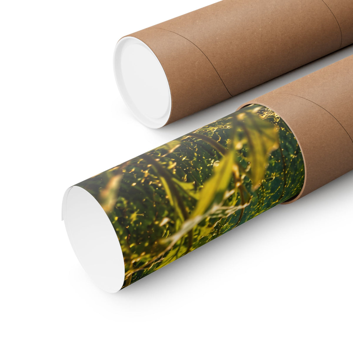 Northern Pike in the Weeds Underwater poster shipped rolled in a protective tube