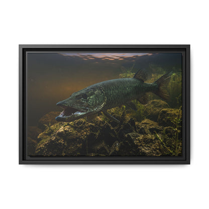 Mouth Open Dusk Sky Muskie framed canvas, 24x16 size view