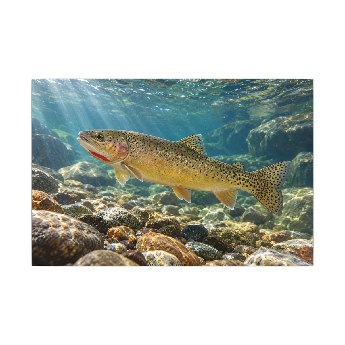Westslope Riffle Cutthroat Trout canvas, 24x16 size view