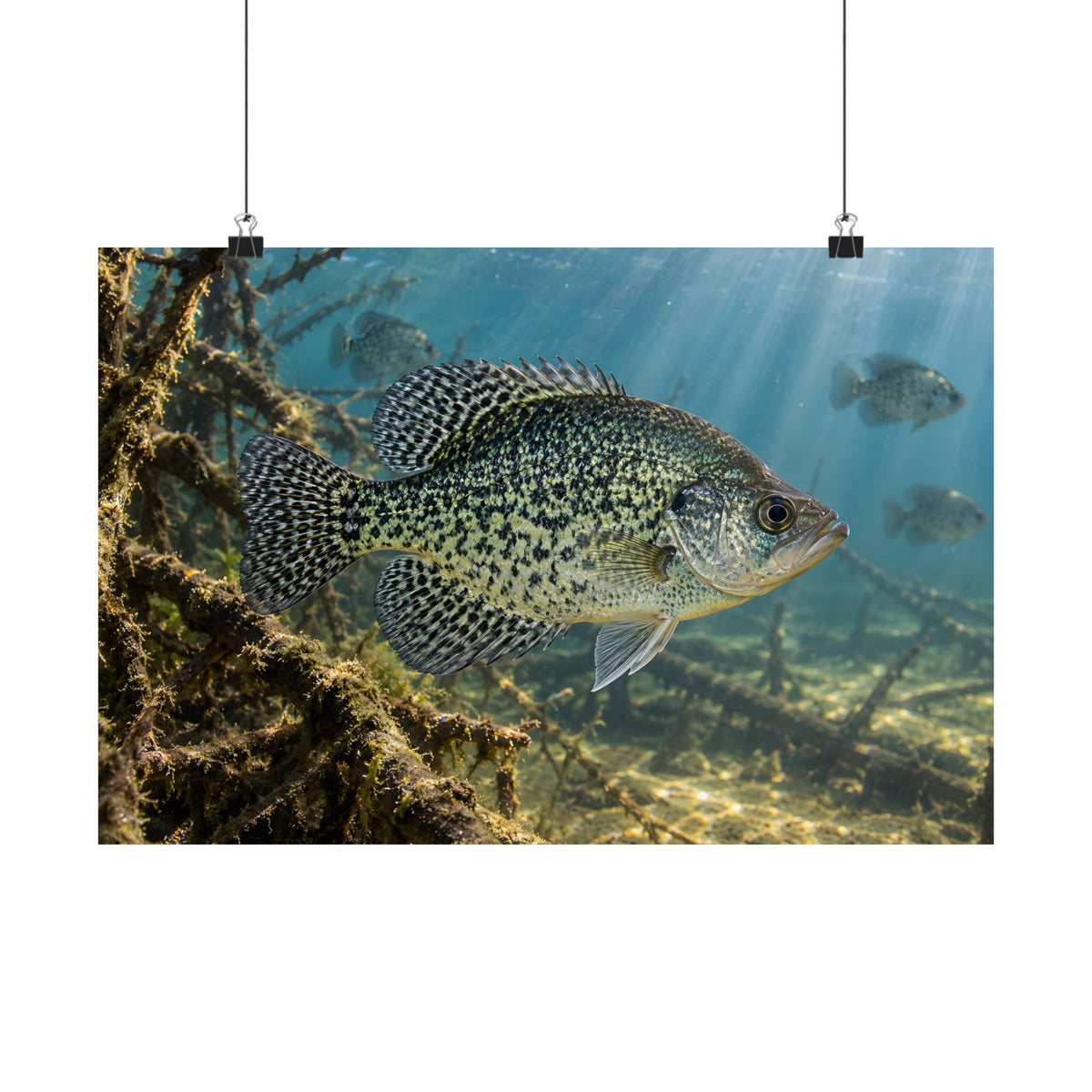 Brush Pile Crappie poster wall art, view 2