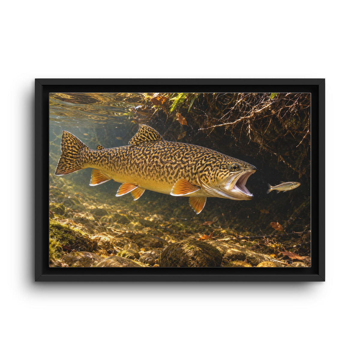 Grassy Bank Strike Tiger Trout framed canvas wall art