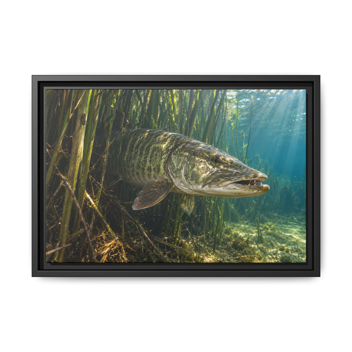 Reeds Mouth Open Muskie framed canvas, 24x16 size view