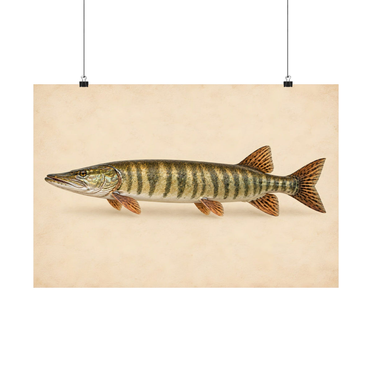 Field Study Muskie poster wall art