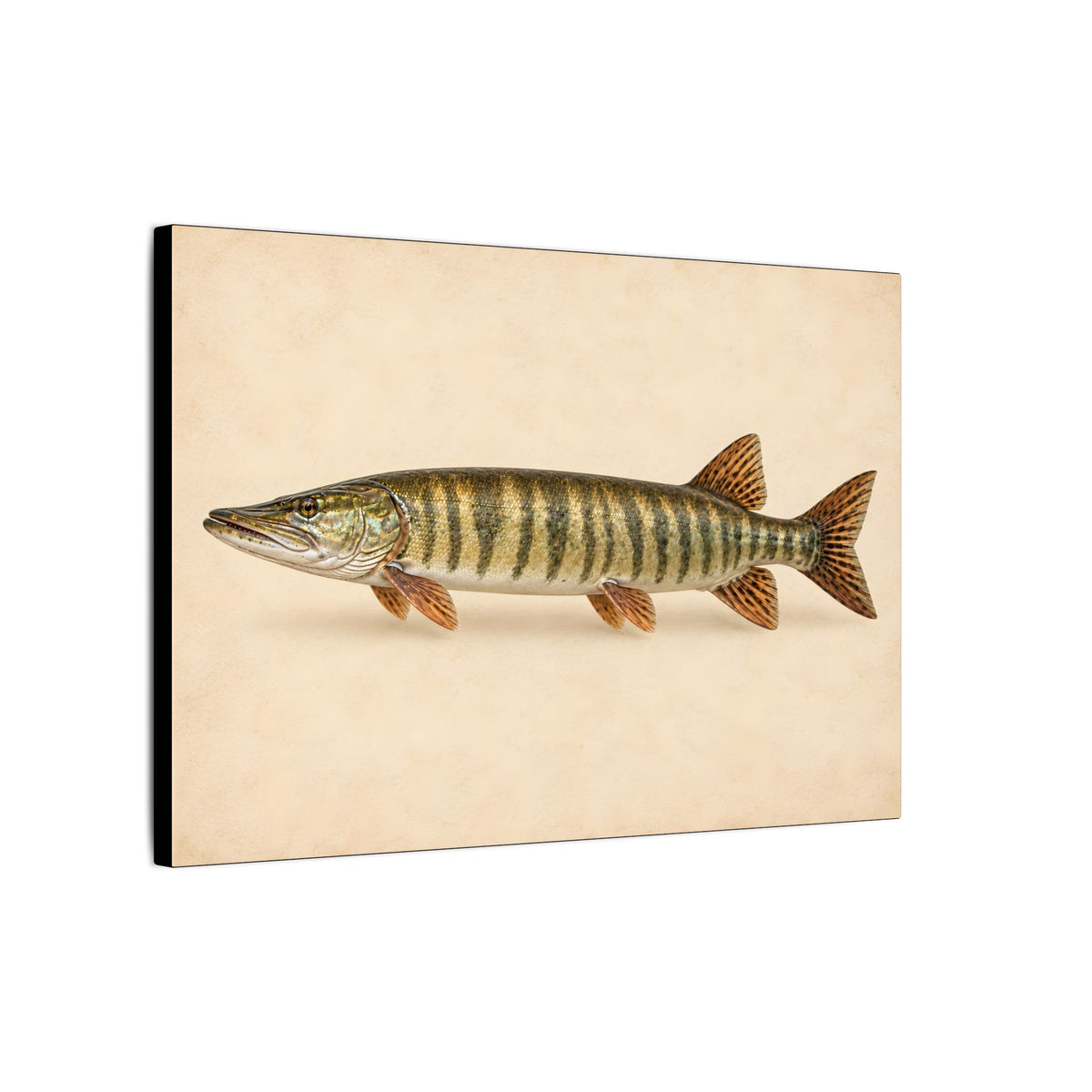 Muskellunge Field Study Canvas wall art, view 4