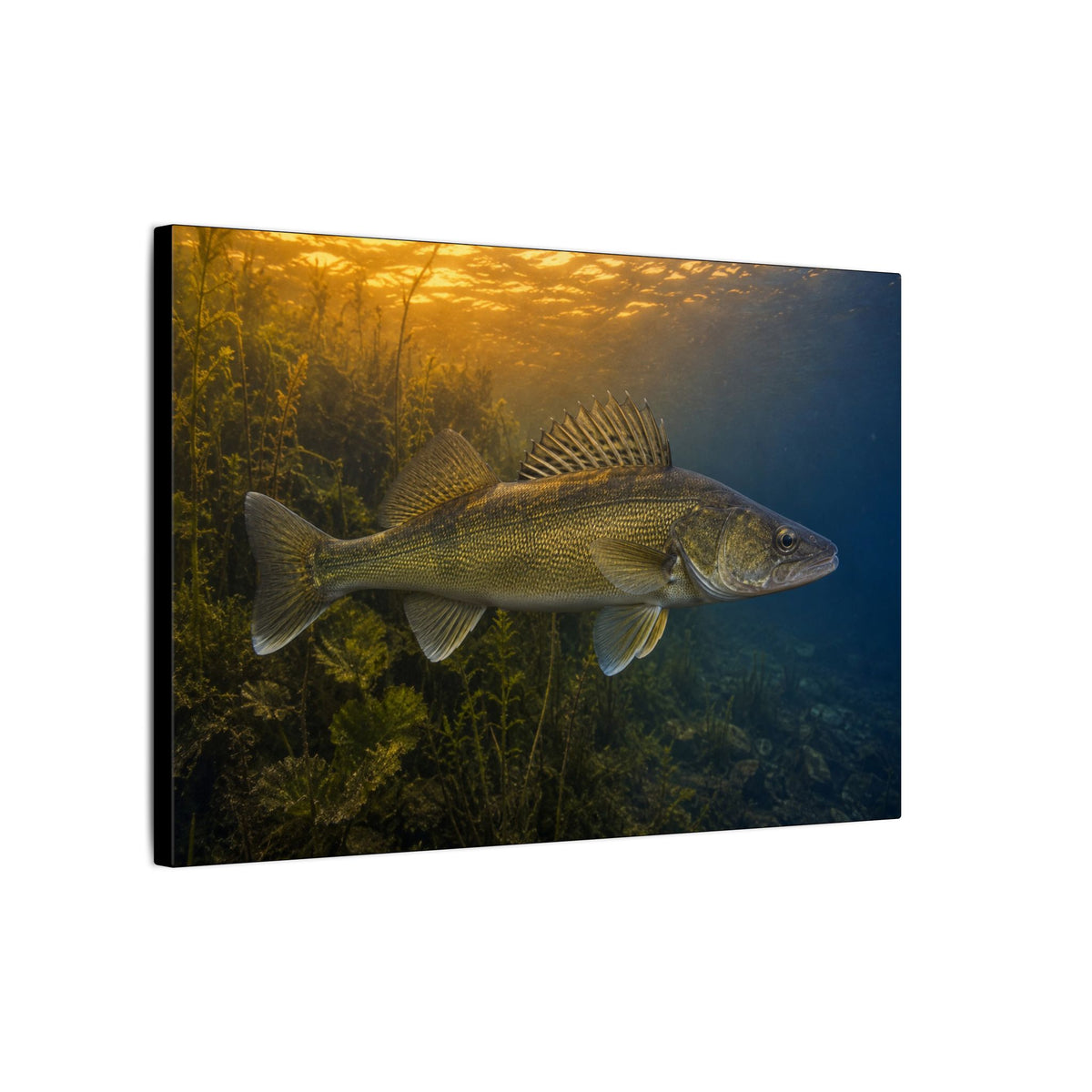 Dusk Weed Edge Walleye canvas side angle