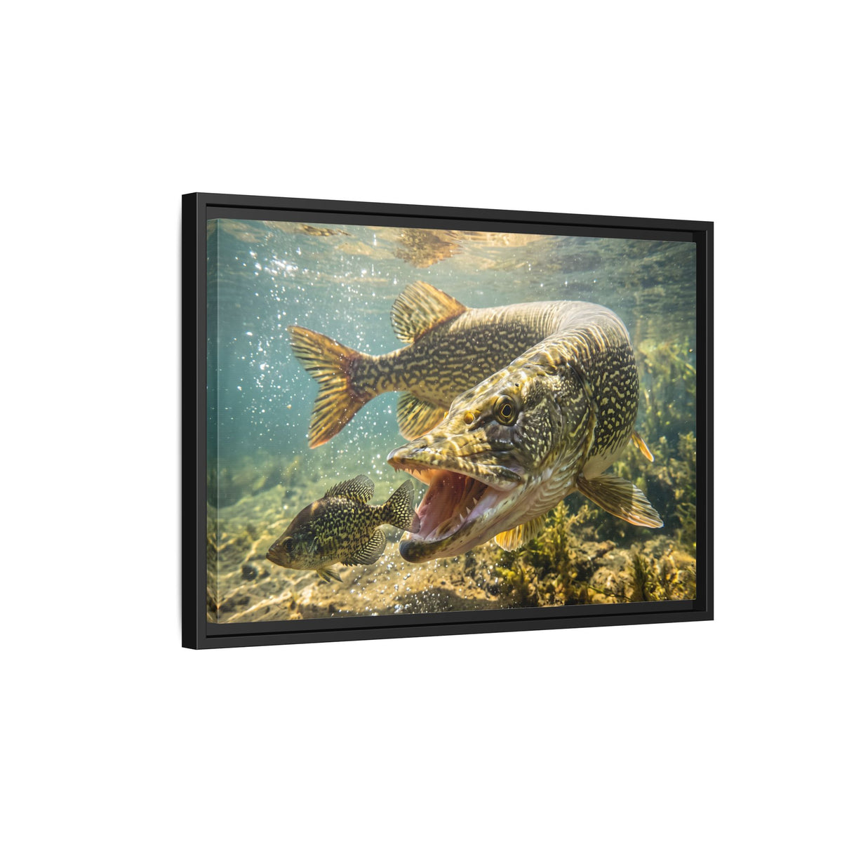 Northern Pike Crappie Chase Framed Canvas — Ready-to-Hang Wall Art for Anglers