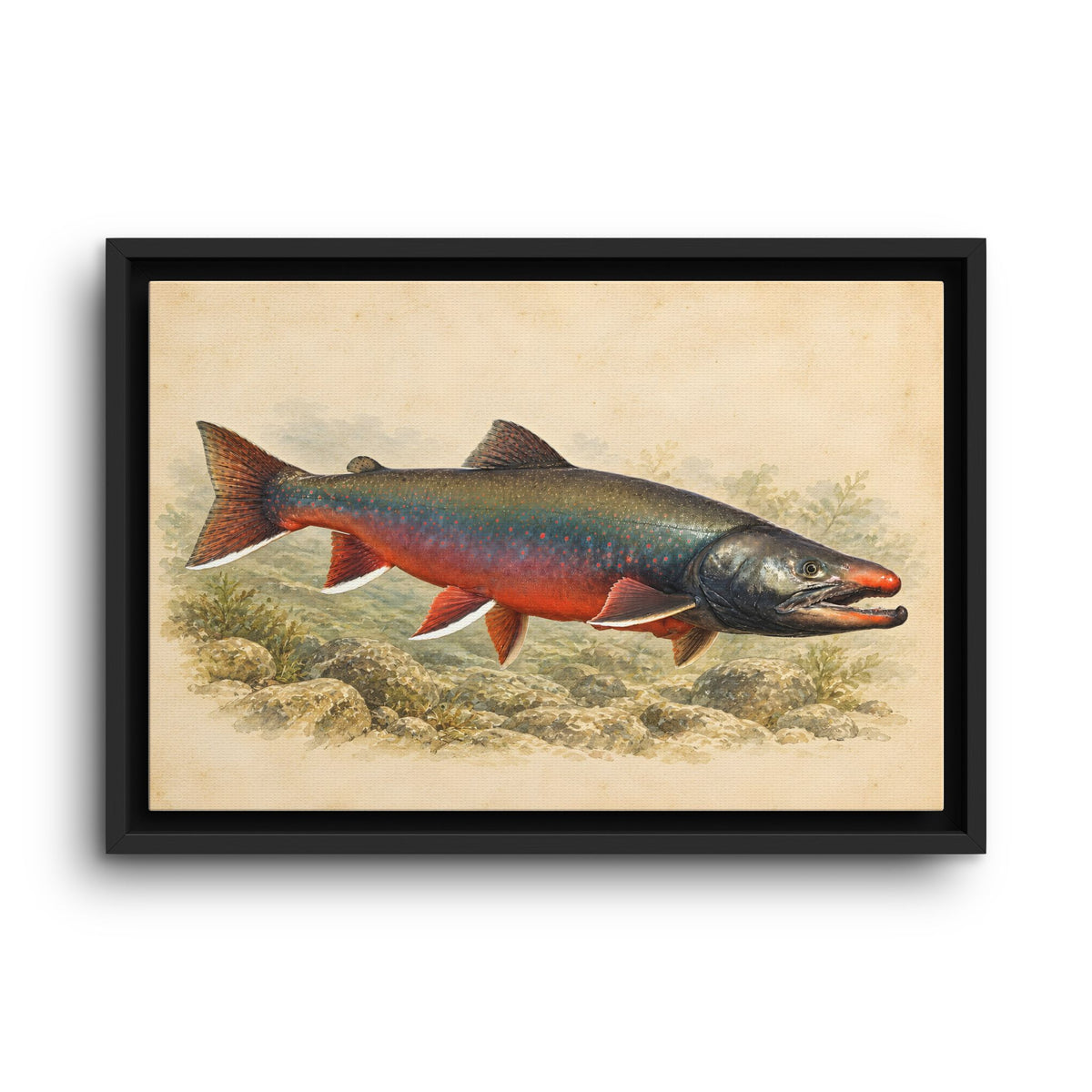 Field Study Dolly Varden framed canvas wall art