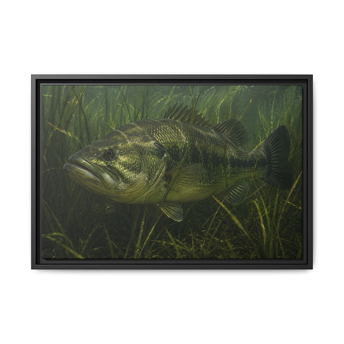 Grass Bed Ambush Largemouth Bass framed canvas, 36x24 size view
