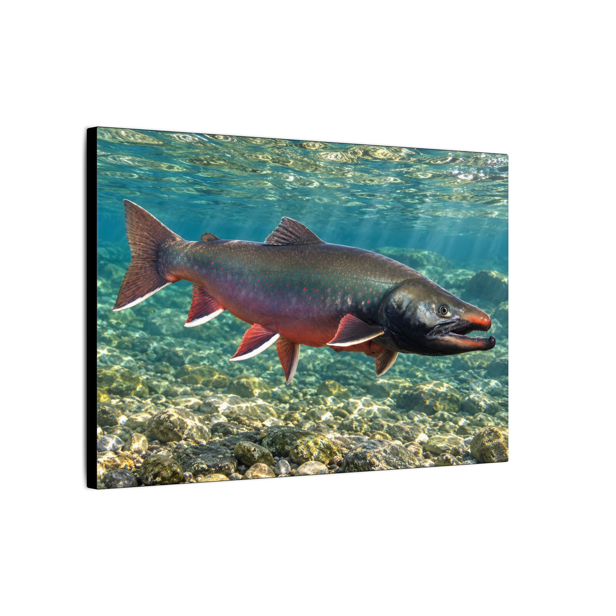 Trophy Alaskan Waters Dolly Varden canvas wall art, view 4