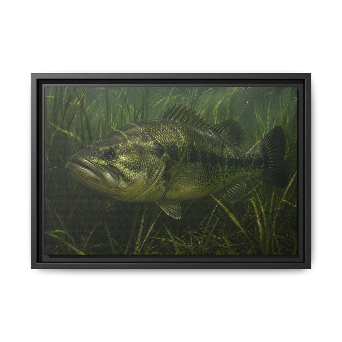 Grass Bed Ambush Largemouth Bass framed canvas, 24x16 size view