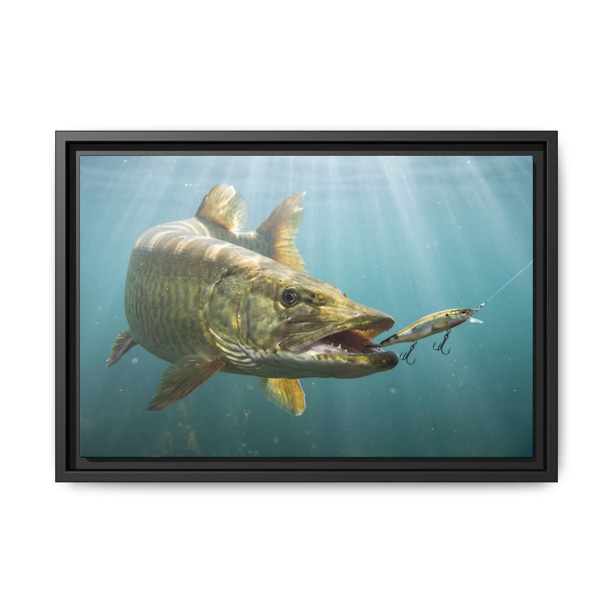 Chrome Jerkbait Strike Muskie framed canvas, 24x16 size view