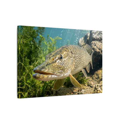Northern Pike Clear Water Portrait Canvas — Limited Edition Wall Art for Anglers