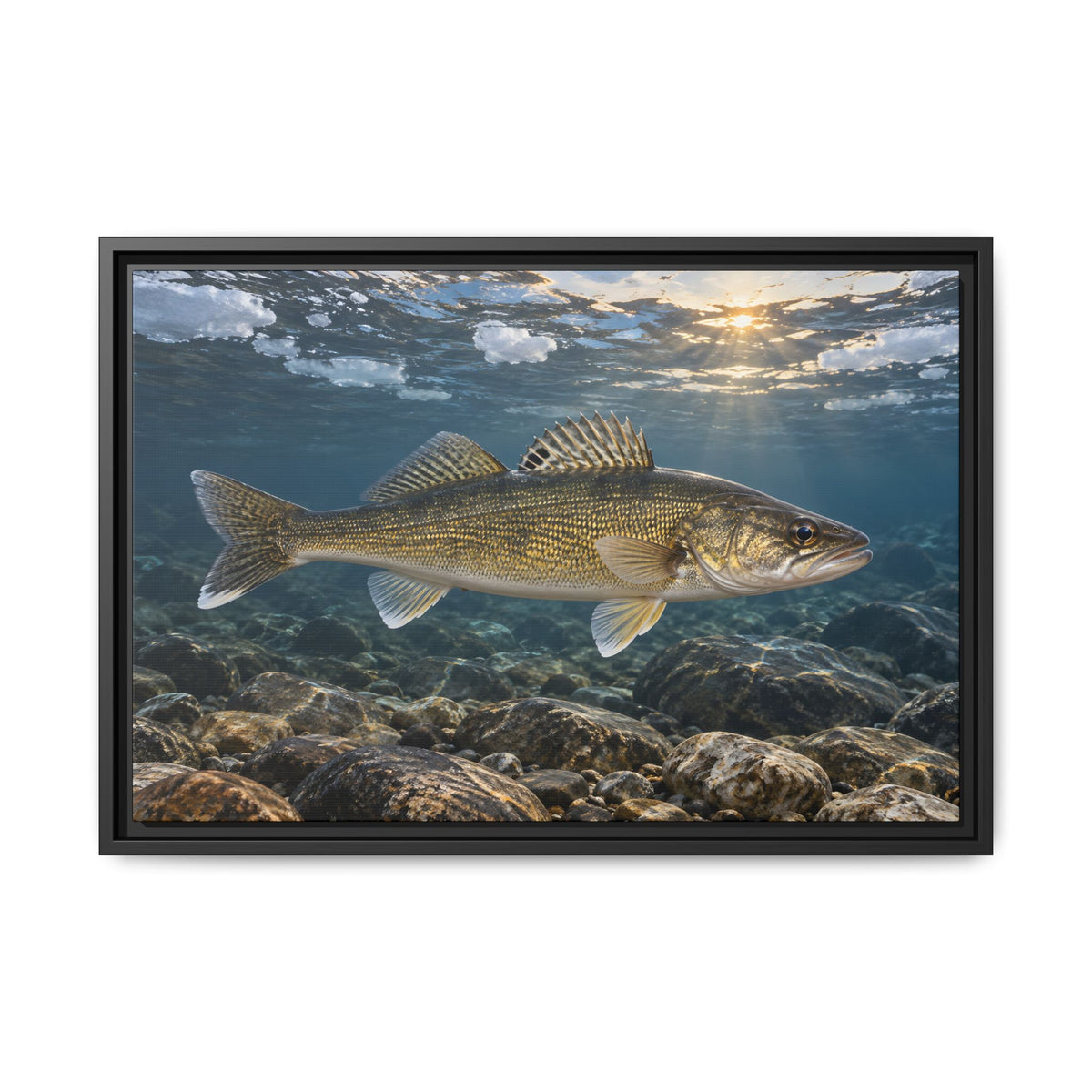 Ice-Out Spawning Run Walleye framed canvas, 36x24 size view