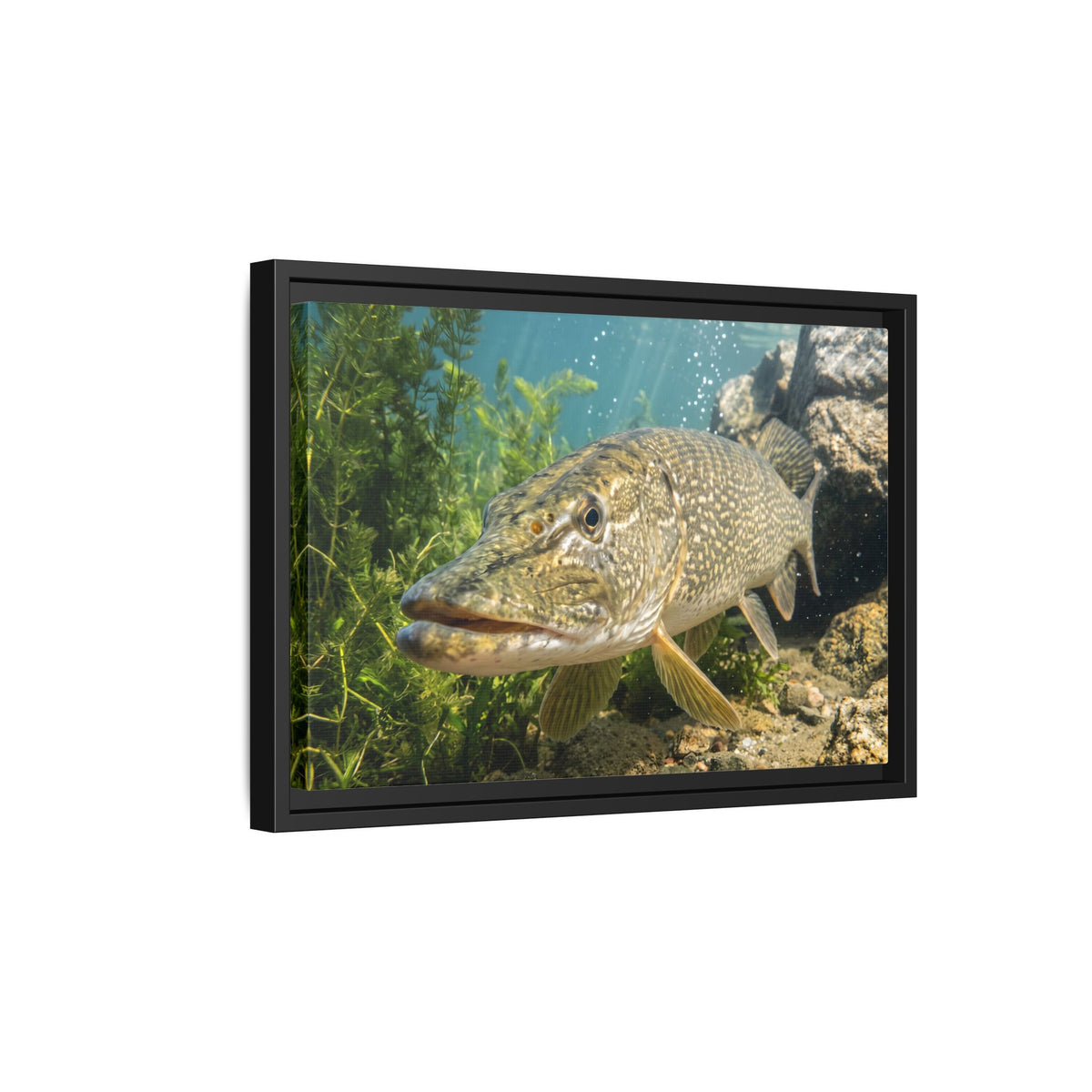 Northern Pike Clear Water Portrait Framed Canvas — Limited Edition Wall Art for Anglers
