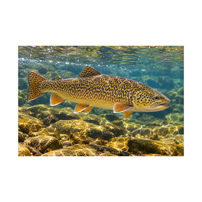 Sunlit Riffle Tiger Trout poster wall art, view 4