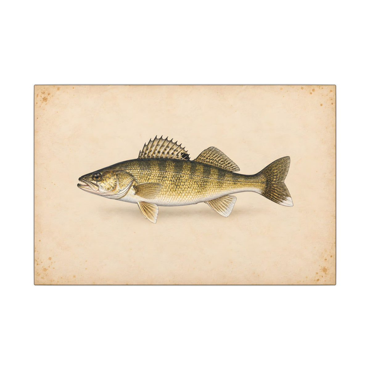 Walleye Field Study canvas, 18x12 size view