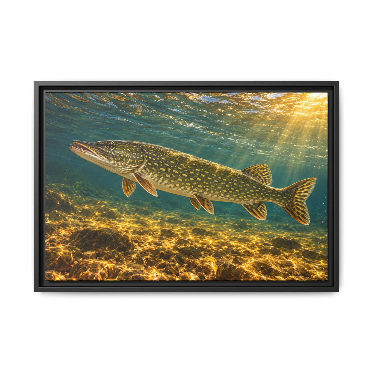 Golden Current Northern Pike framed canvas, 36x24 size view