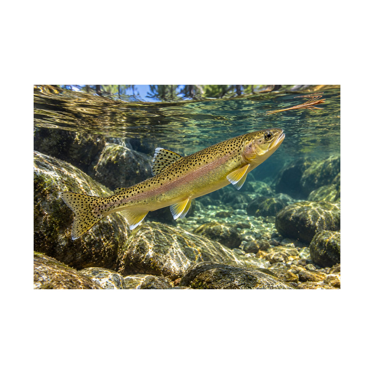 Ponderosa Pool Gila Trout poster wall art, view 4