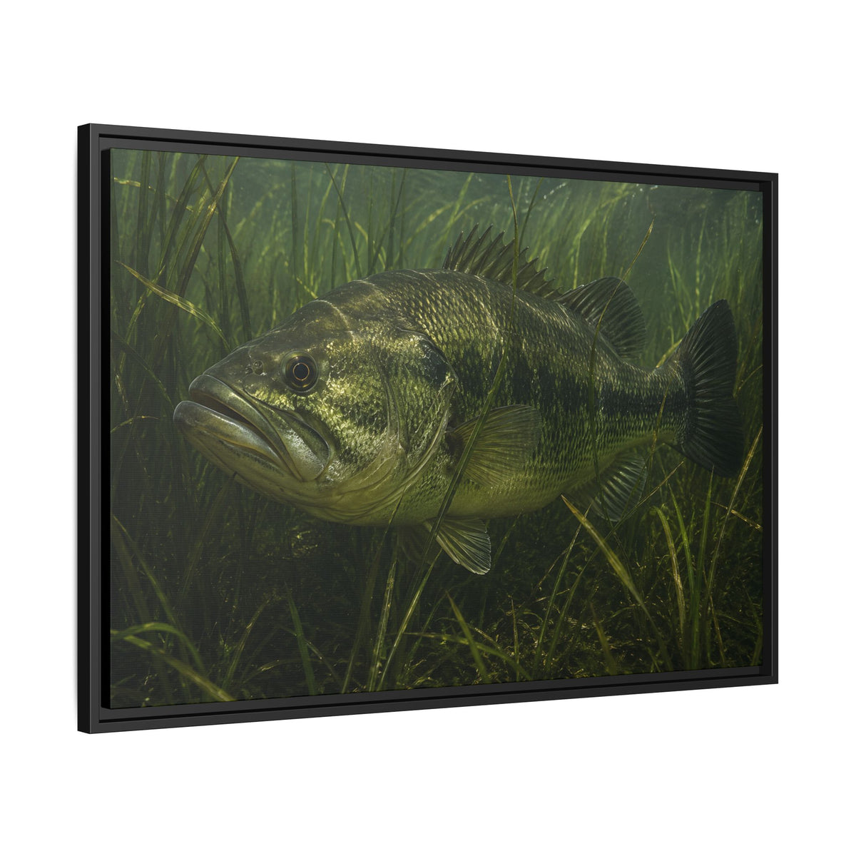 Grass Bed Ambush Largemouth Bass framed canvas side angle