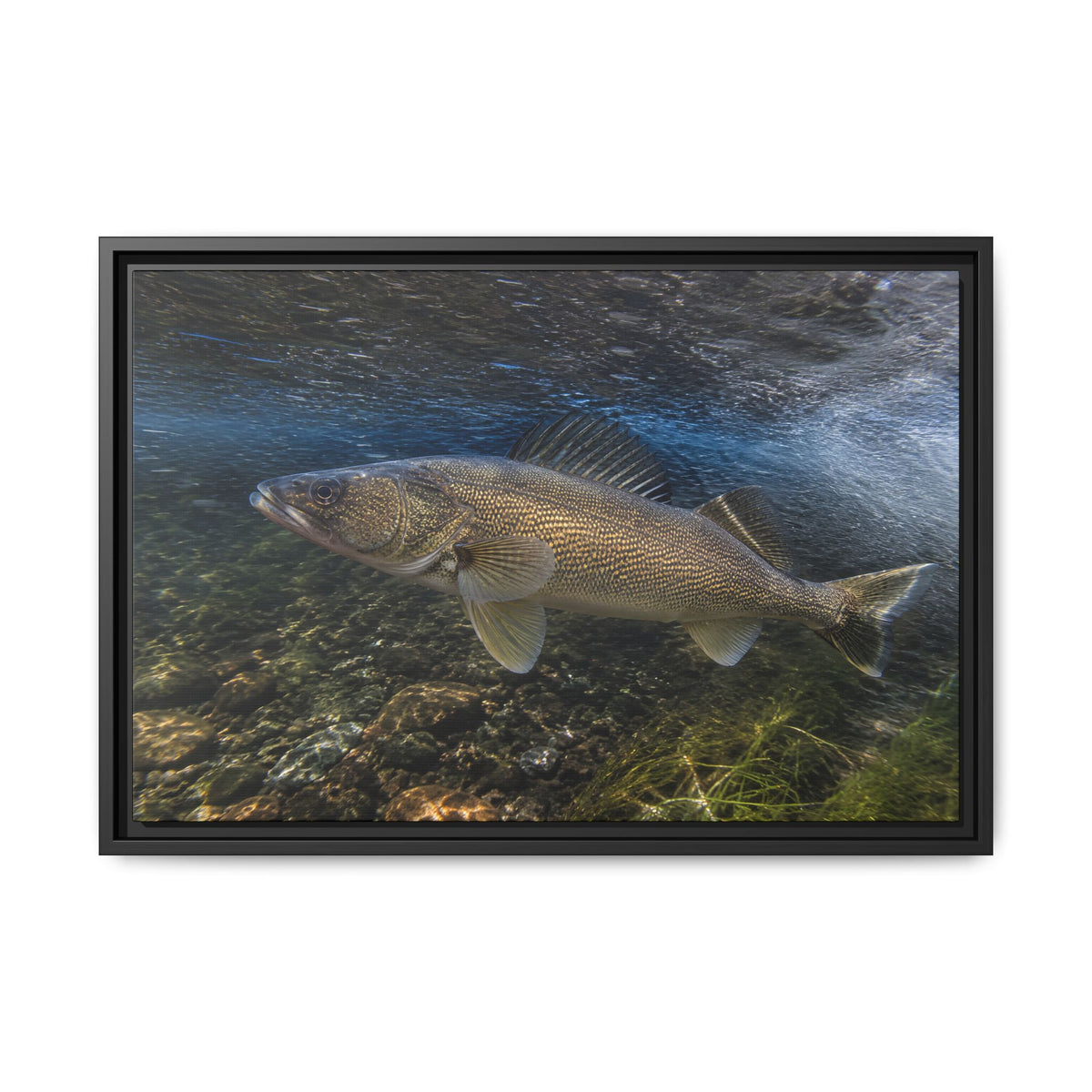 River Bend Walleye framed canvas, 36x24 size view