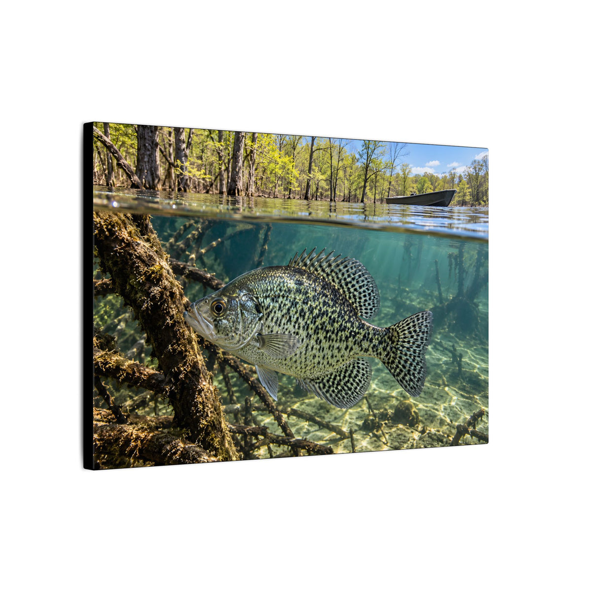 Spring Shoreline Crappie canvas wall art, view 4