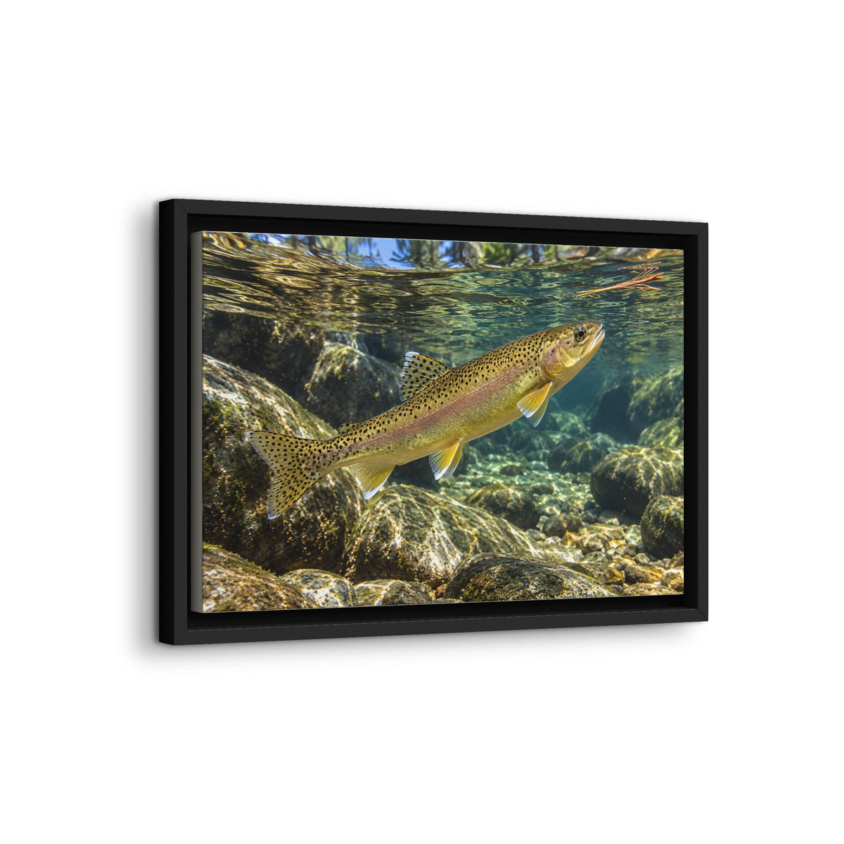 Ponderosa Pool Gila Trout framed canvas wall art, view 4