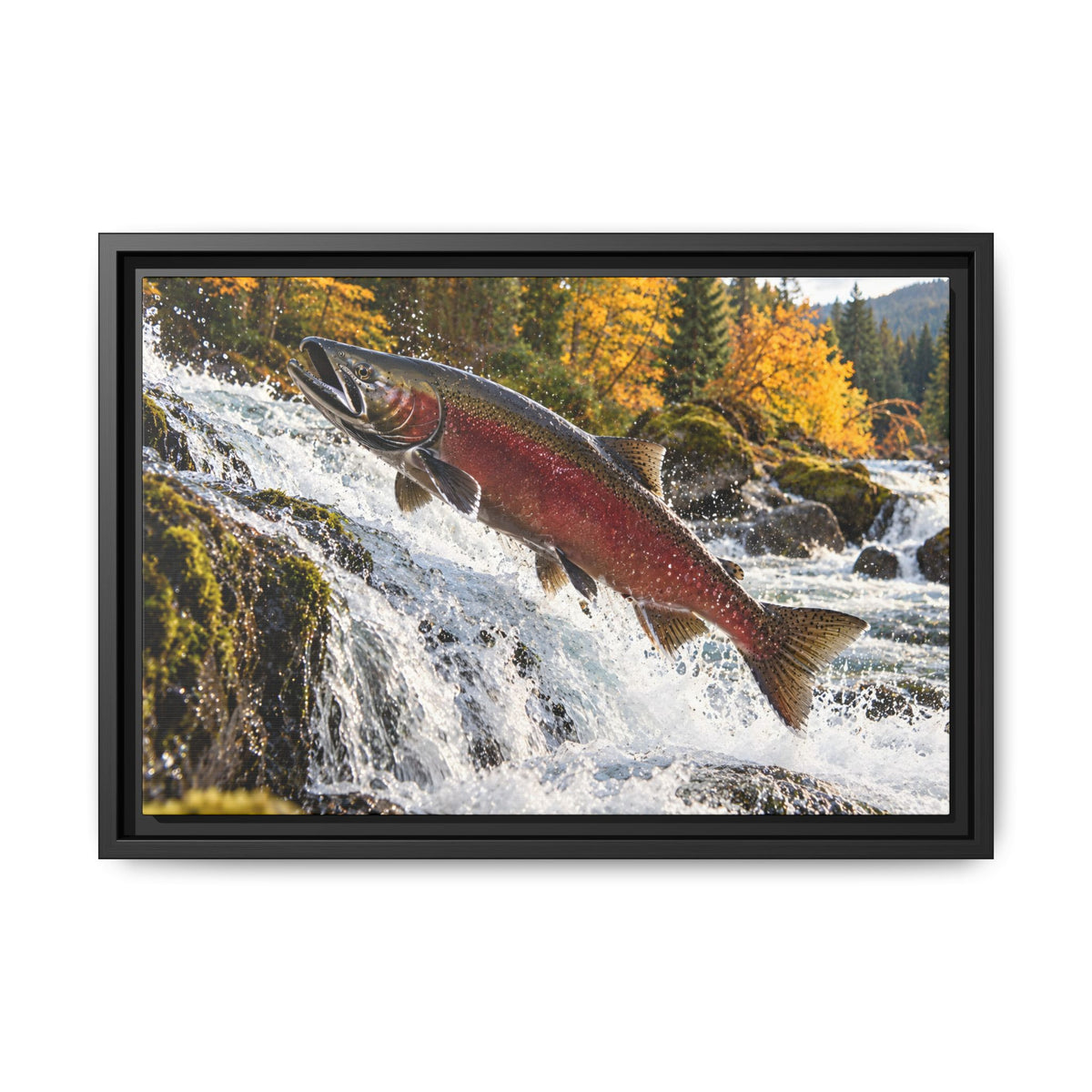Autumn Run Leap Coho Salmon framed canvas, 18x12 size view