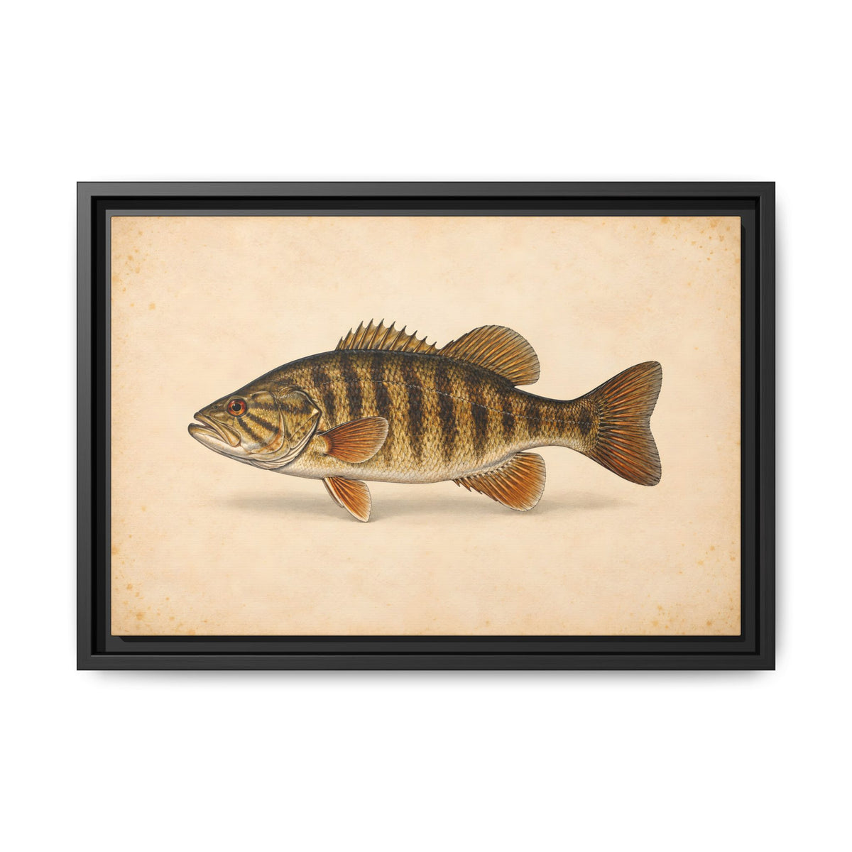 Smallmouth Bass Field Study Framed Canvas wall art, view 2