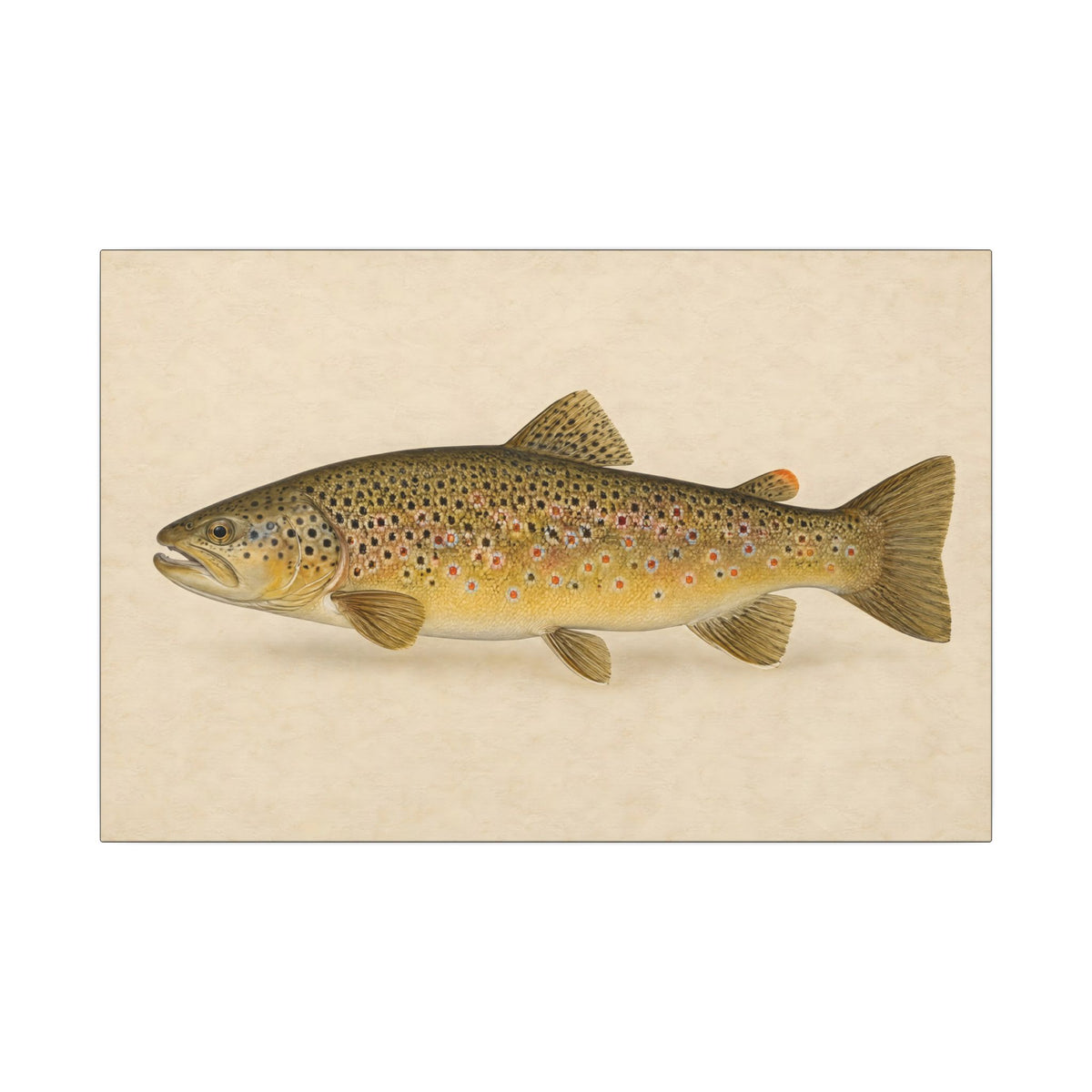 Brown Trout Field Study canvas, 24x16 size view