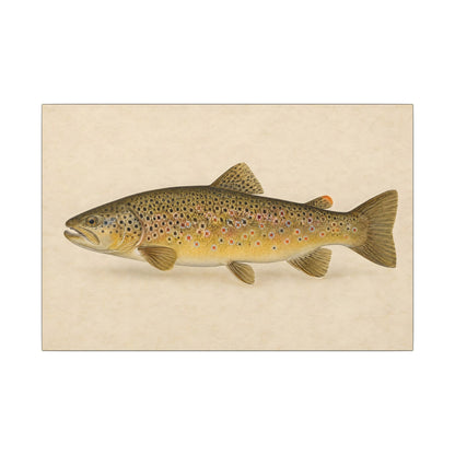 Brown Trout Field Study canvas, 24x16 size view