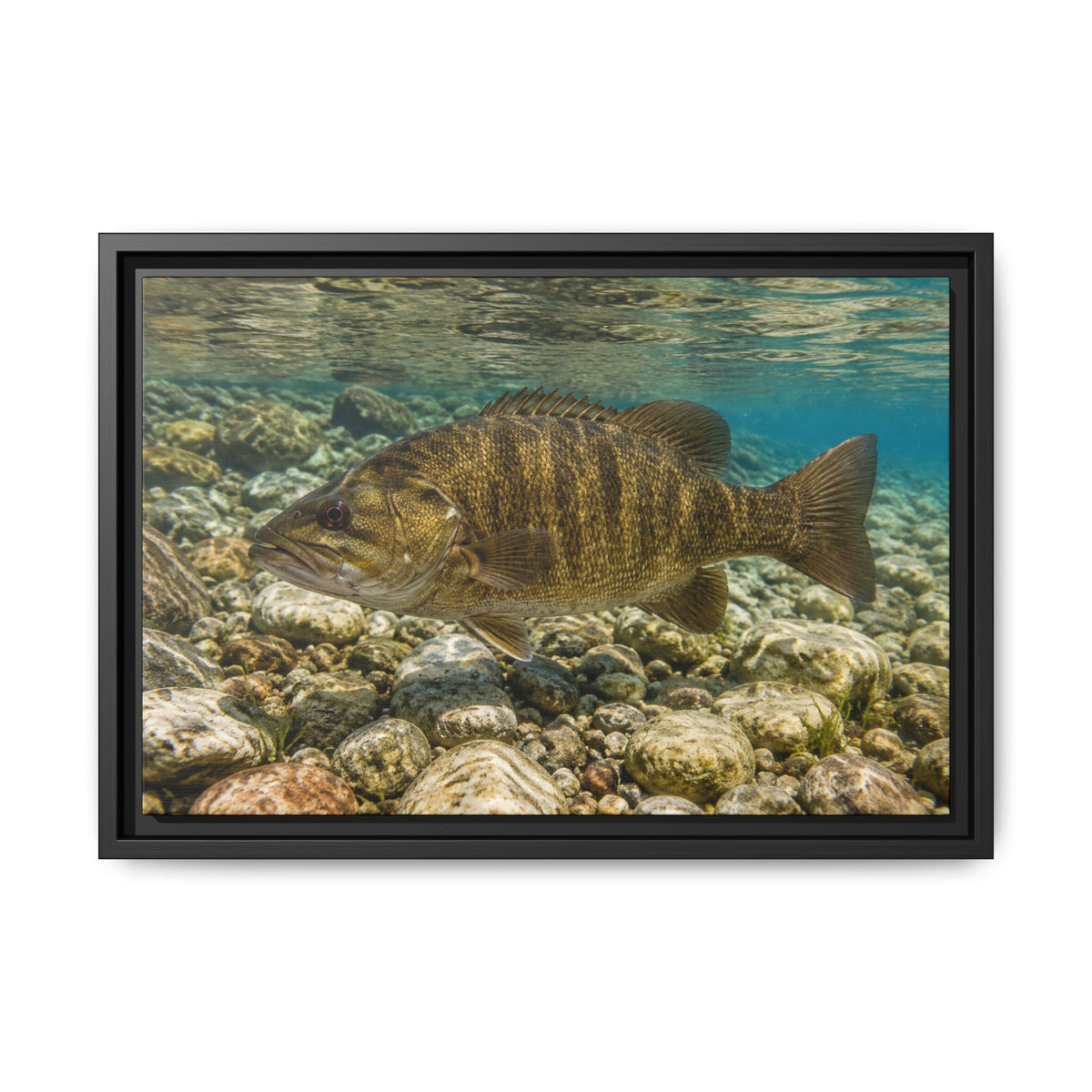 Rocky Riverbed Smallmouth Bass framed canvas wall art, view 2