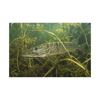 Weed Ambush Northern Pike canvas, 24x16 size view