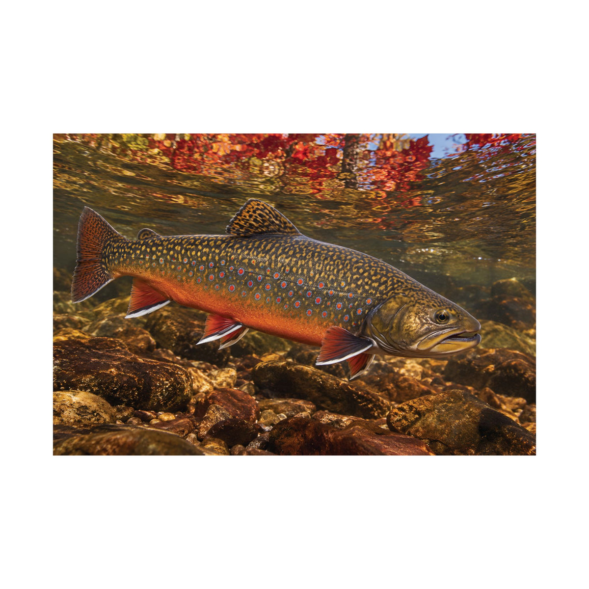 Crimson October Brook Trout poster wall art, view 4