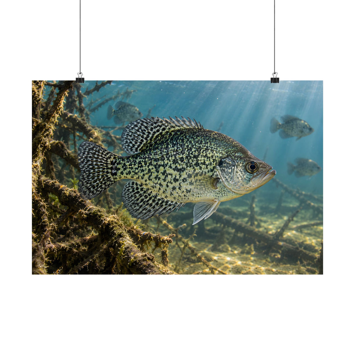 Brush Pile Crappie poster wall art