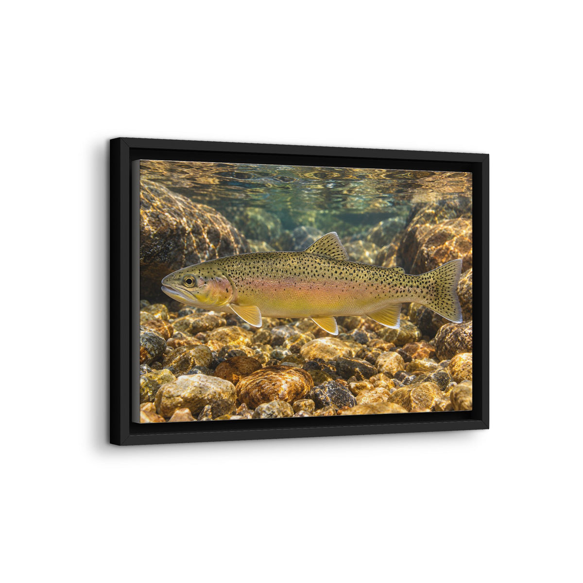 Amber Pebbles Gila Trout framed canvas wall art, view 4