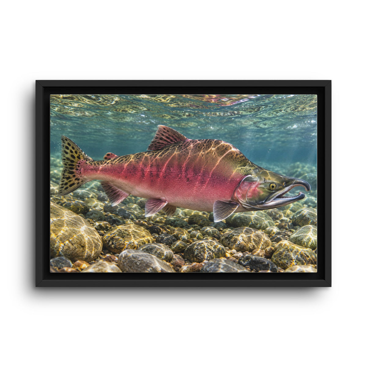 Humpback Run Pink Salmon framed canvas wall art