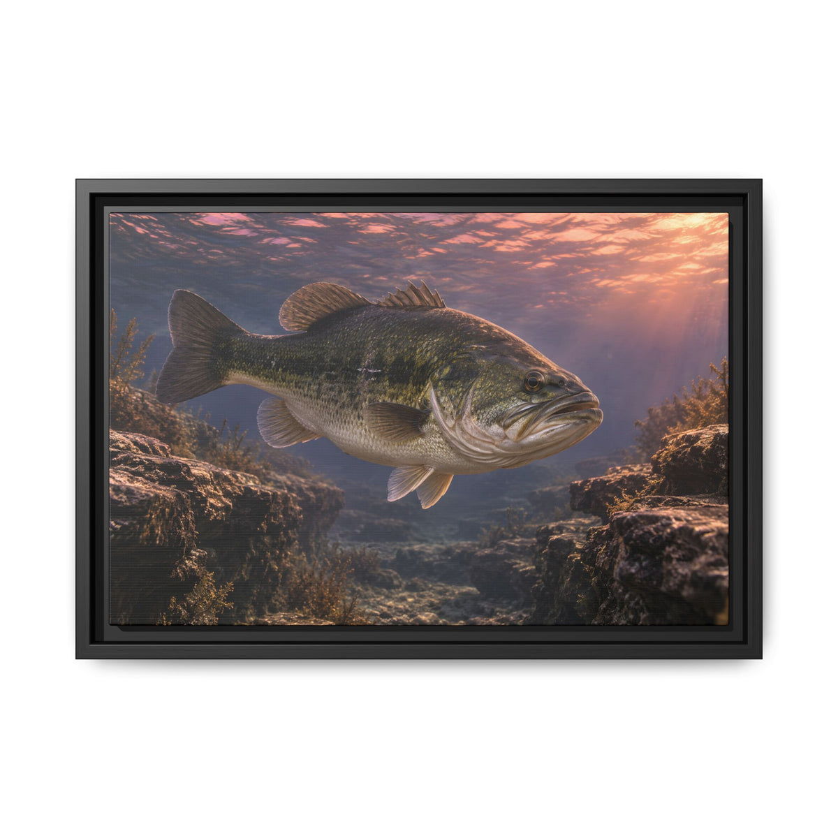 Rose-Gold Dusk Channel Largemouth Bass framed canvas, 24x16 size view