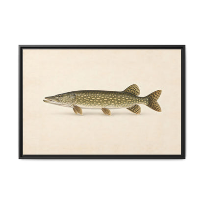 Northern Pike Field Study framed canvas, 18x12 size view
