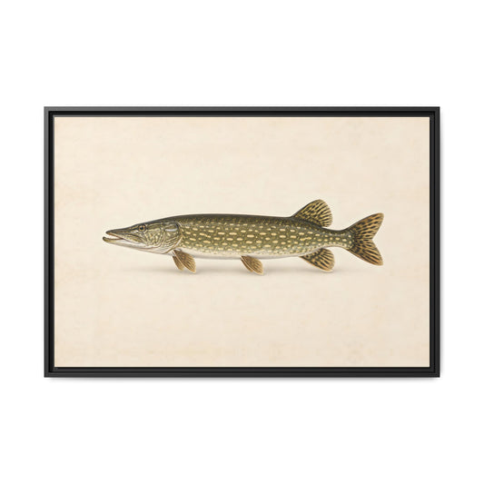 Northern Pike Field Study framed canvas, 18x12 size view