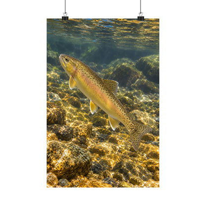 Golden Gravel Gila Trout poster wall art