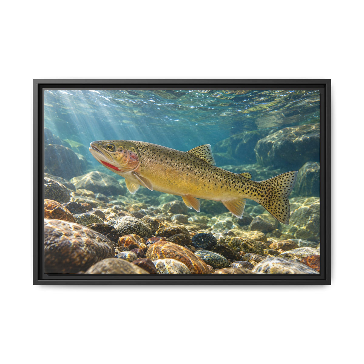 Westslope Riffle Cutthroat Trout framed canvas, 24x16 size view