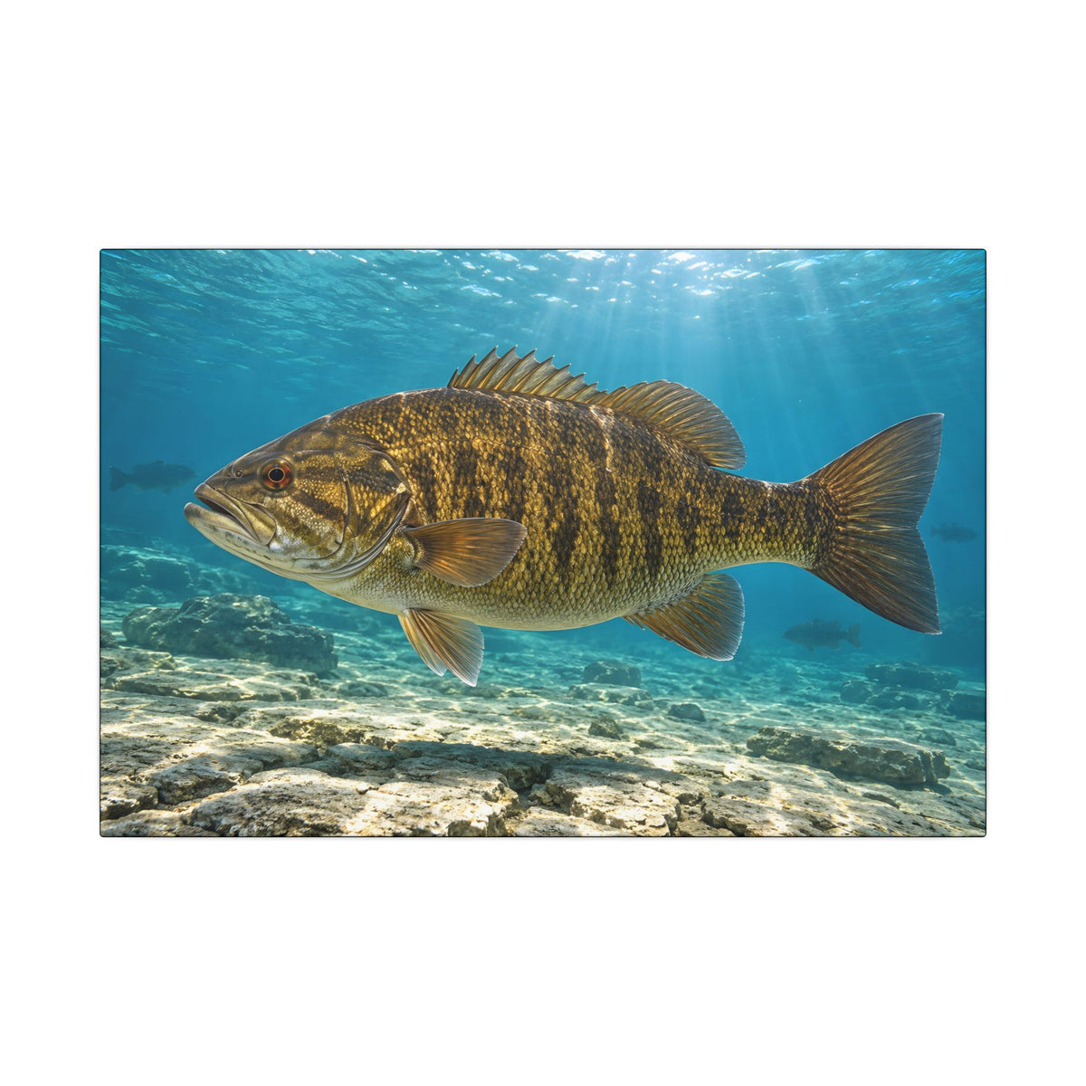 A giant smallmouth in clear turquoise Great Lakes water over limestone, fishing wall art canvas