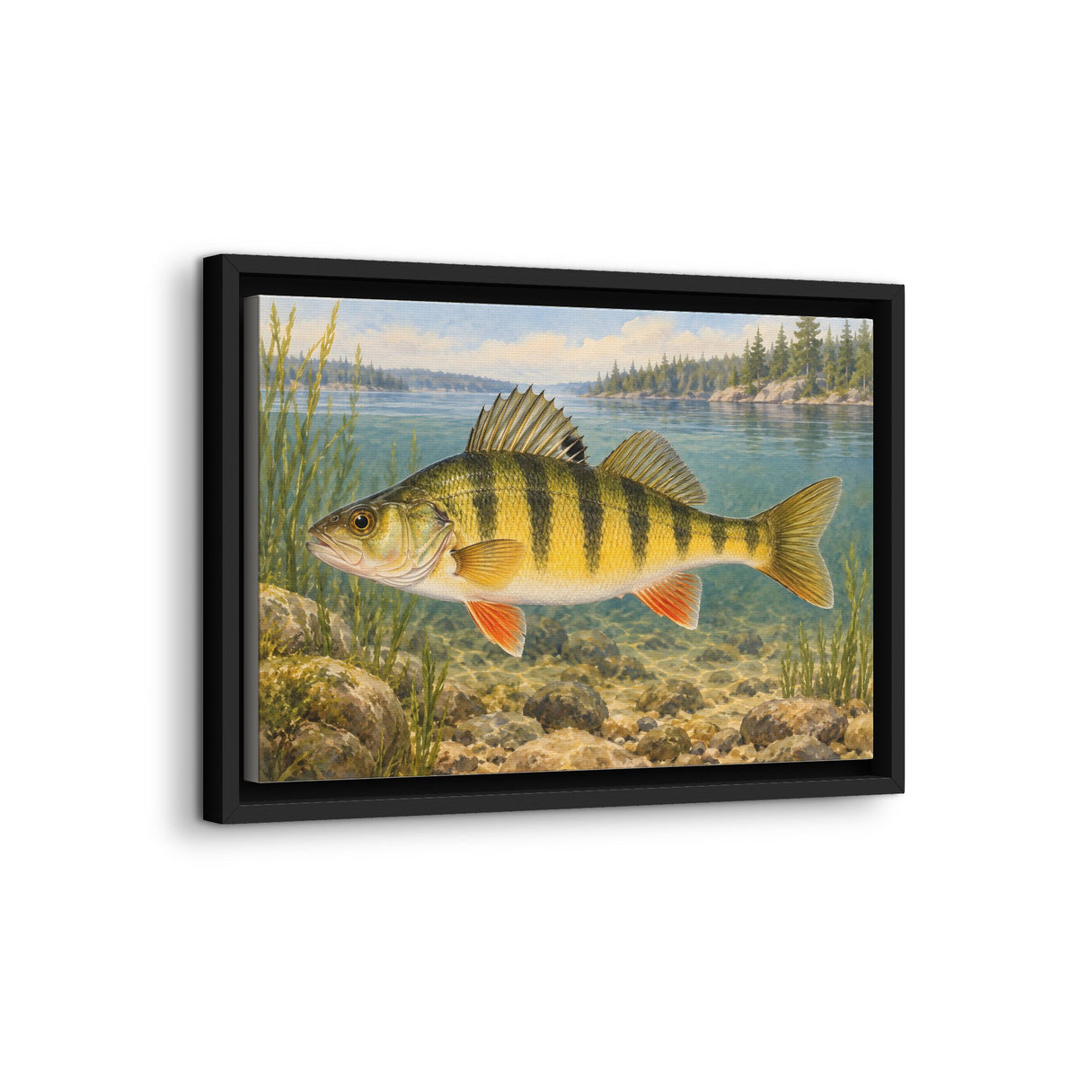 Field Guide Yellow Perch framed canvas wall art, view 4