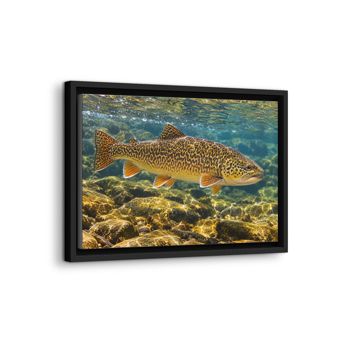 Sunlit Riffle Tiger Trout framed canvas wall art, view 4