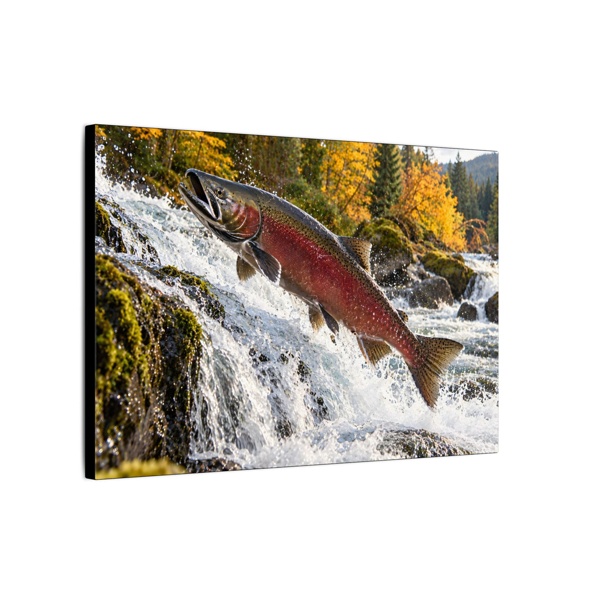 Autumn Run Leap Coho Salmon canvas, side angle