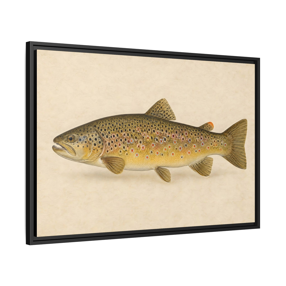 Brown Trout Field Study framed canvas side angle