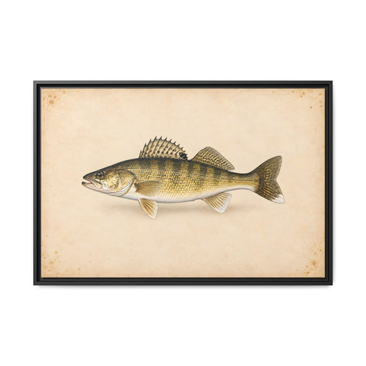 Walleye Field Study framed canvas, 18x12 size view