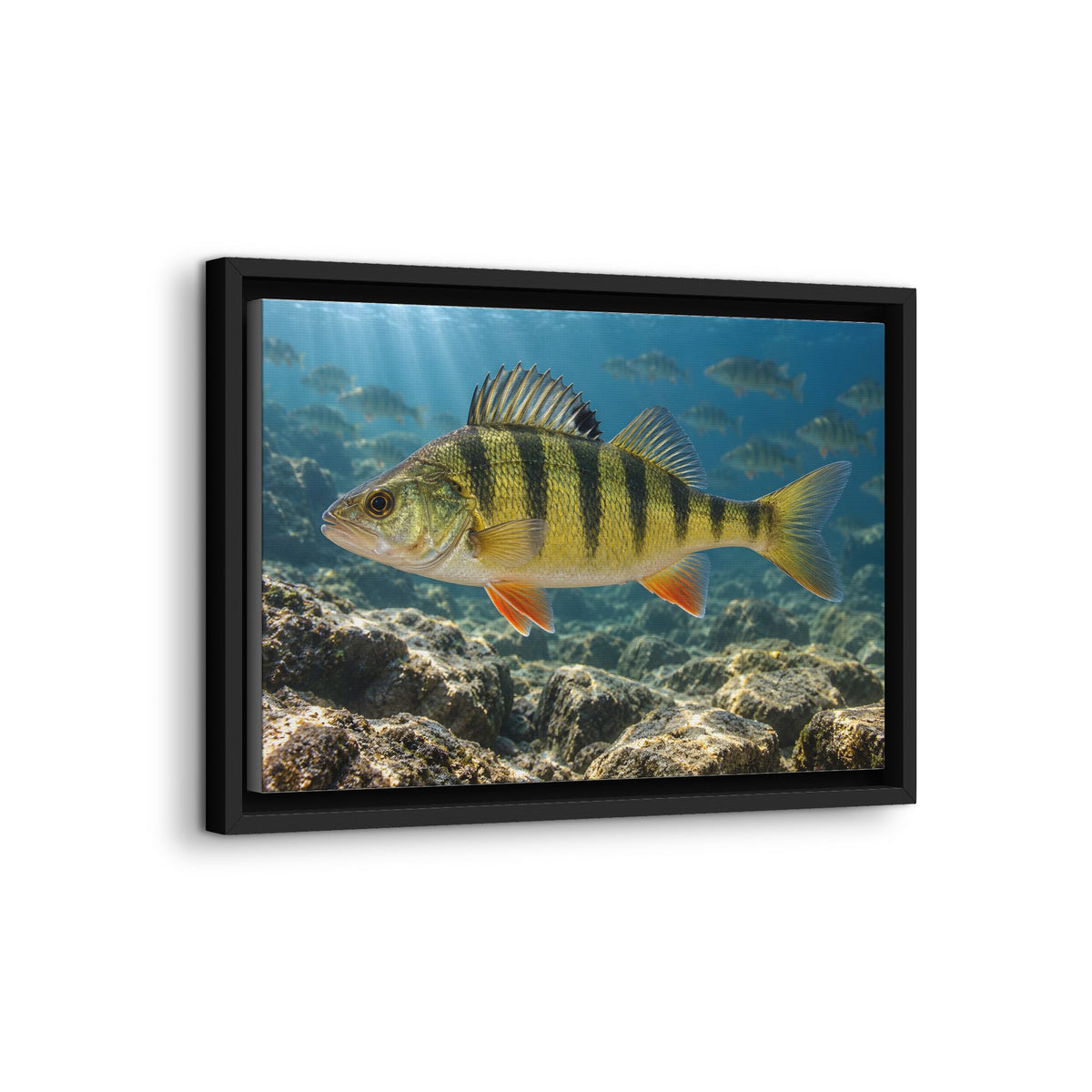 Rocky Reef Yellow Perch framed canvas wall art, view 4