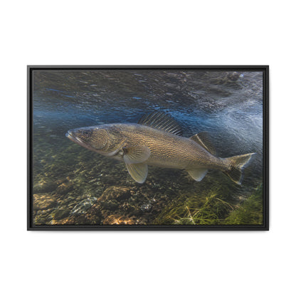 River Bend Walleye framed canvas, 18x12 size view